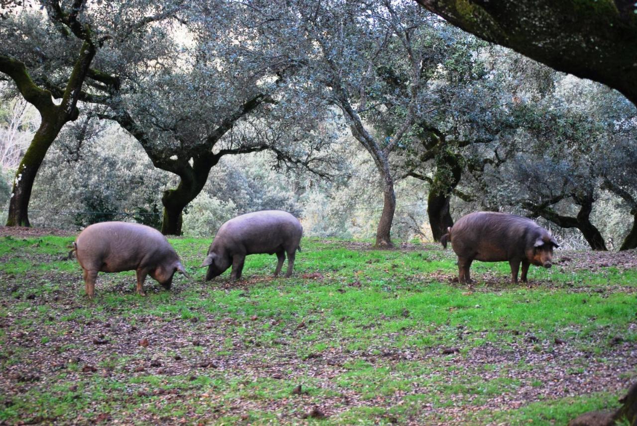 El Alojamiento Rural De Peter Aracena Exterior foto